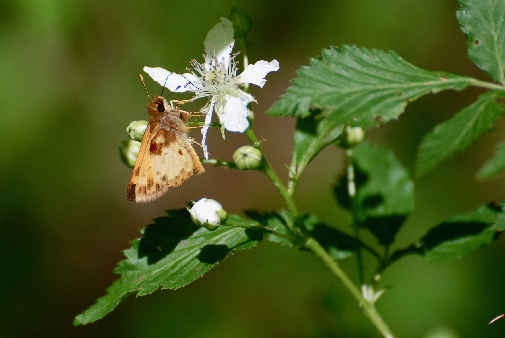 Pollinators